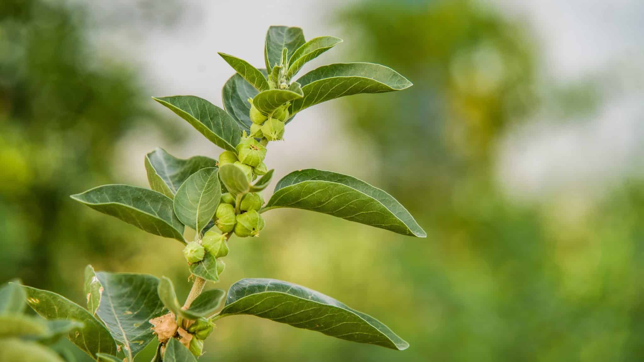 Ashwagandha (Withania somnifera) in musculoskeletal rehabilitation after agnikarma